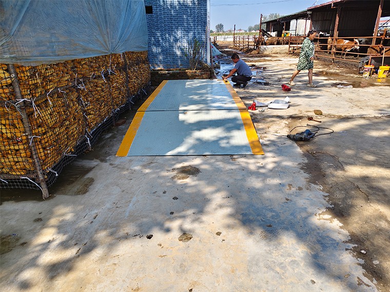 蘭考養(yǎng)殖場4